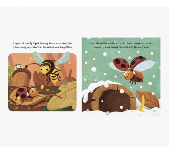 D-042 LITTLE LADYBIRD