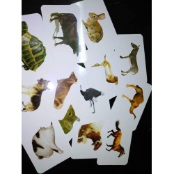 كروت ضمنيه الصفوة حيونات اليفه R11-3