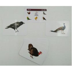 كروت ضمنيه الصفوة طيور R11-7