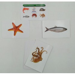 كروت ضمنيه الصفوة بحريه R11-8