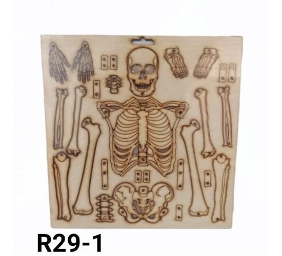 جسم الانسان R29-1