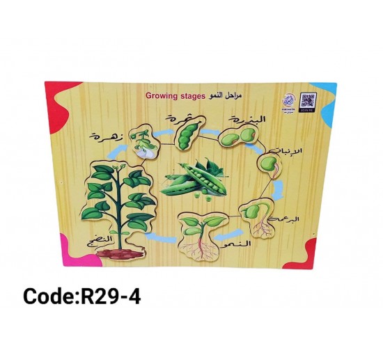 R29-4 بازل مراحل النمو صغير 