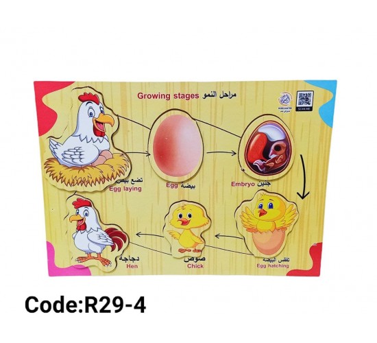 R29-4 بازل مراحل النمو صغير 