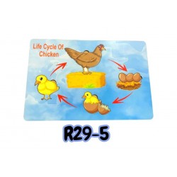 R29-5 بازل مراحل النمو كبير 