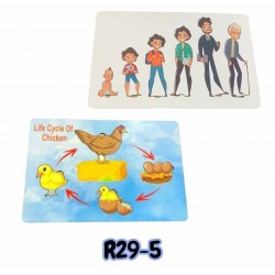 R29-5 بازل مراحل النمو كبير 