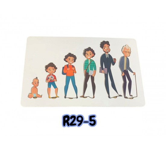 R29-5 بازل مراحل النمو كبير 