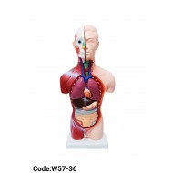 W57-36 جسم الانسان 45 سم
