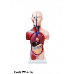 W57-36 جسم الانسان 45 سم