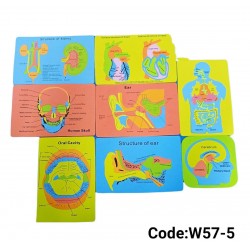 W57-5 اجهزة جسم انسان فوم 