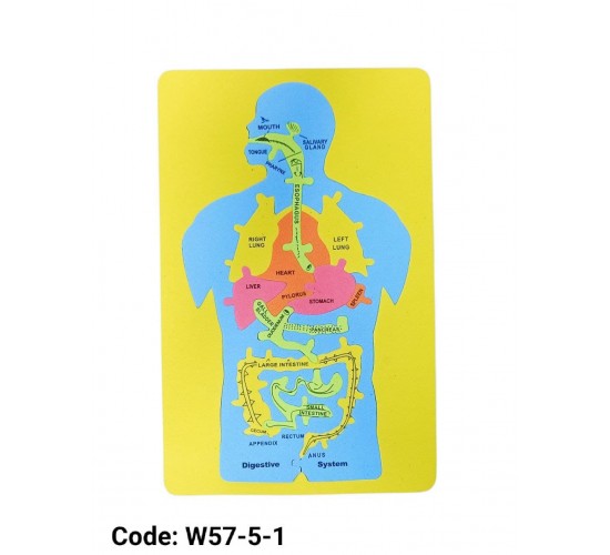 W57-5 اجهزة جسم انسان فوم 