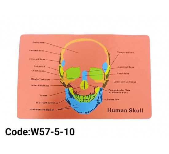 W57-5 اجهزة جسم انسان فوم 