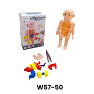 W57-50 جسم الانسان 