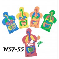 W57-55 جهاز هضمي فوم كبير 