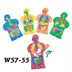 W57-55 جهاز هضمي فوم كبير 