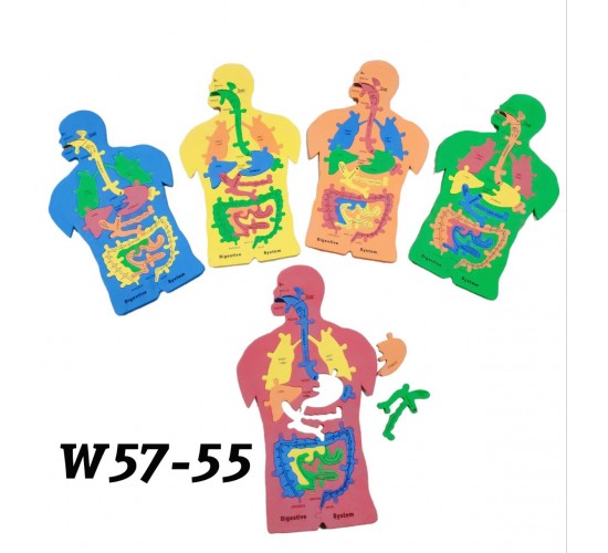 W57-55 جهاز هضمي فوم كبير 