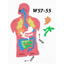 W57-55 جهاز هضمي فوم كبير 