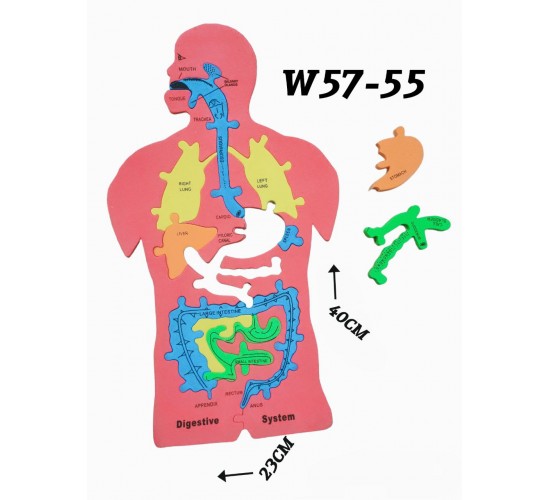 W57-55 جهاز هضمي فوم كبير 