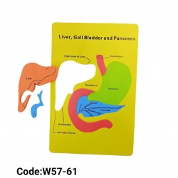 W57-61 لوحة كبد وبنكرياس فوم