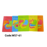 W57-61 لوحة كبد وبنكرياس فوم