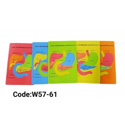 W57-61 لوحة كبد وبنكرياس فوم