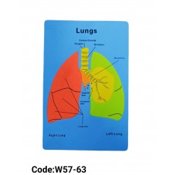 W57-63 جهاز تنفسي فوم