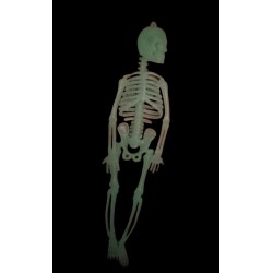 W57-66 هيكل عظمي 