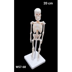 W57-68 هيكل عظمي 22سم