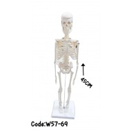 W57-69 هيكل عظمي 42 سم