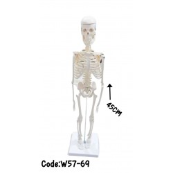 W57-69 هيكل عظمي 42 سم