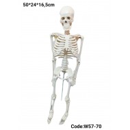 W57-70 هيكل عظمي 82 سم