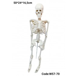 W57-70 هيكل عظمي 82 سم
