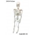 W57-70 هيكل عظمي 82 سم