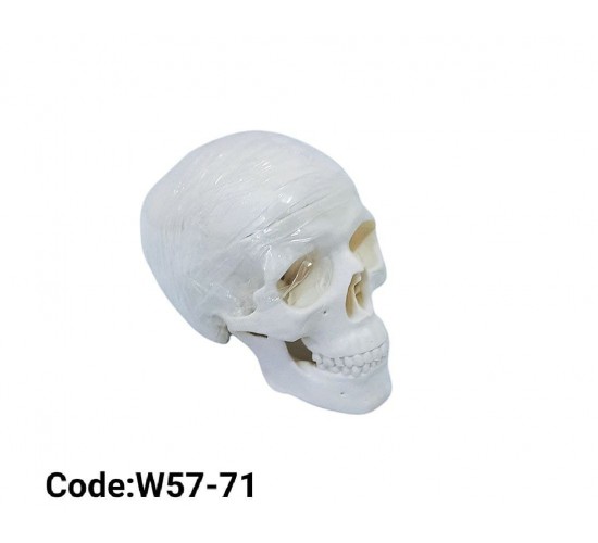 W57-71 جمجمه