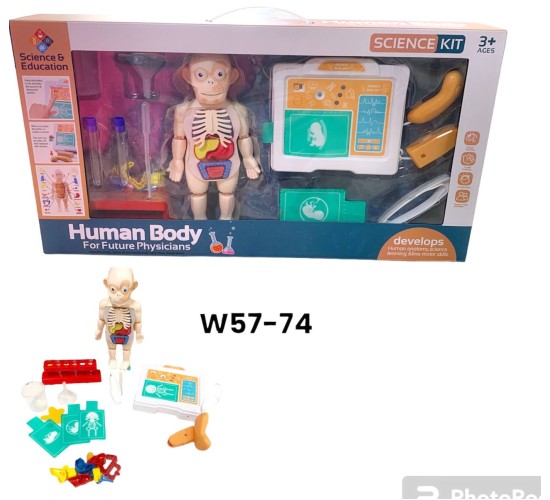 W57-74 مجسم جسم الانسان